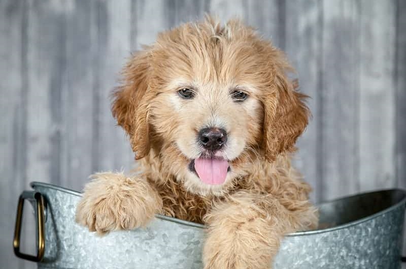 Goldendoodle