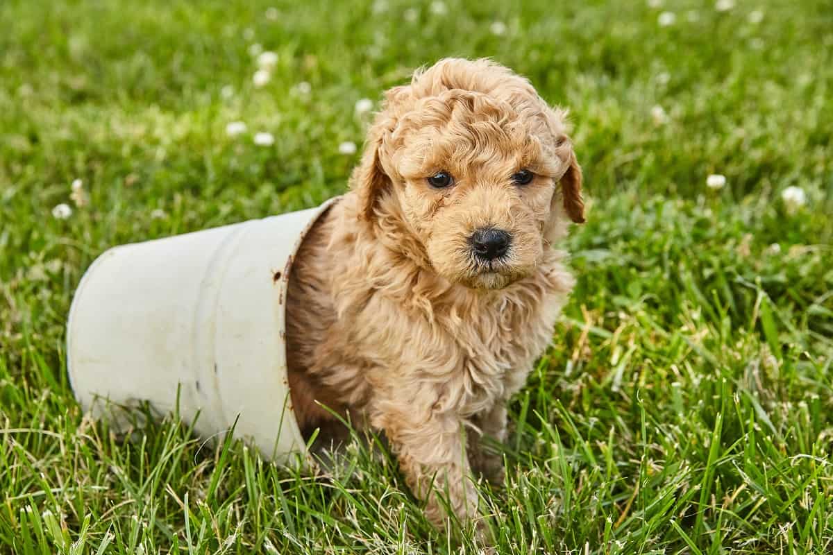 How Much to Feed a Goldendoodle Puppy - doodlefurbabies.com