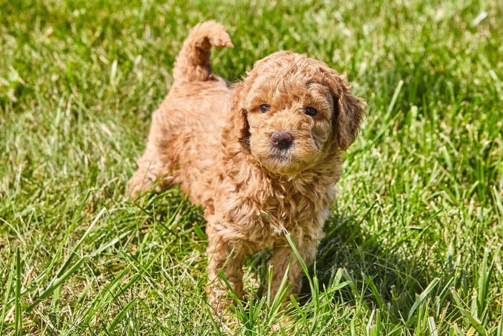 F1 Goldendoodle
