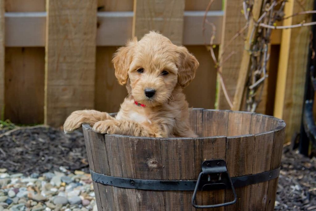 F1b Goldendoodle