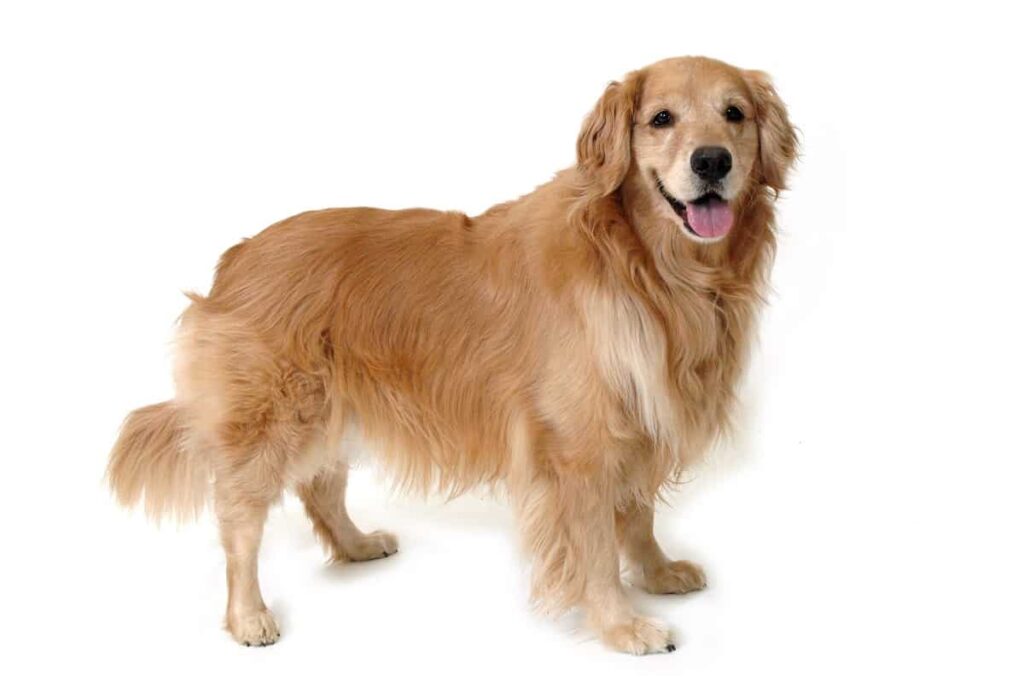 Goldendoodle vs Golden Retriever: A Detailed Comparison 2 Golden Retriever