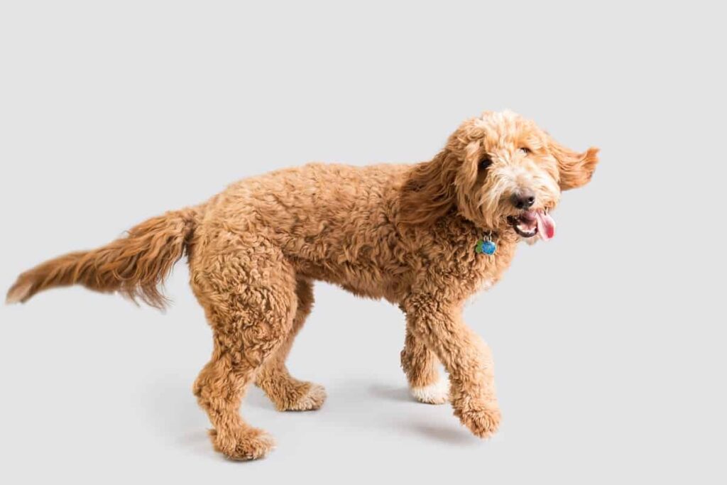 Goldendoodle vs Golden Retriever: A Detailed Comparison 3 Goldendoodle