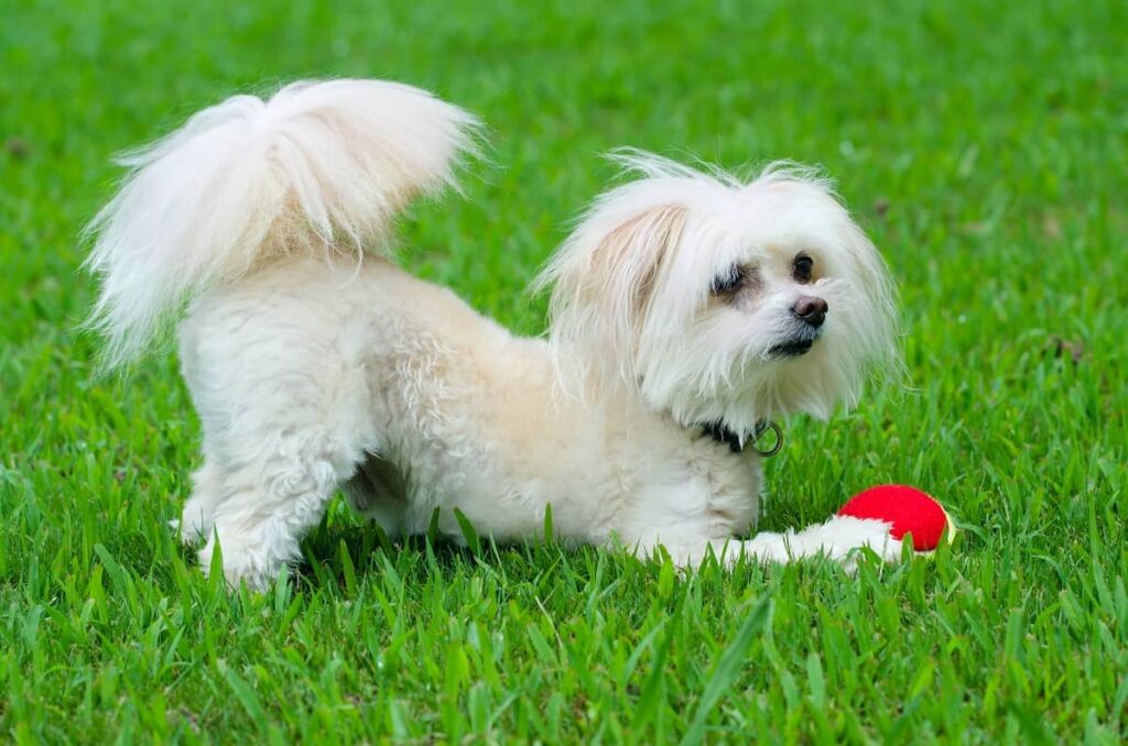 How to Train a Maltipoo