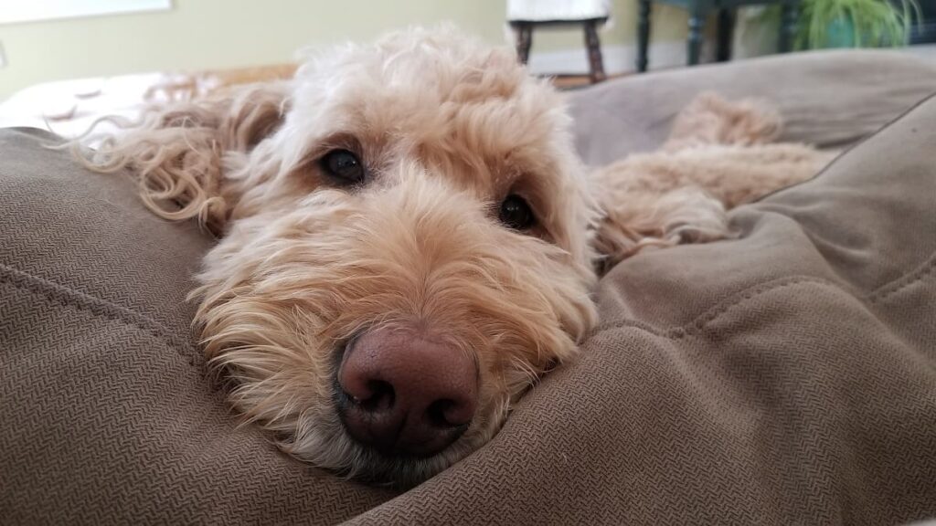 How to Trim a Goldendoodle's Face 2 How to Trim a Goldendoodles Face
