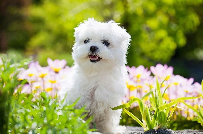 Maltese