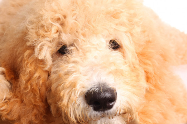 Are Goldendoodles Hypoallergenic?