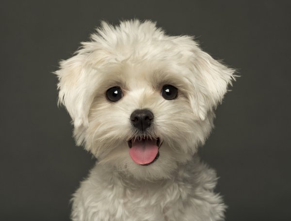 close up picture of a maltese puppy