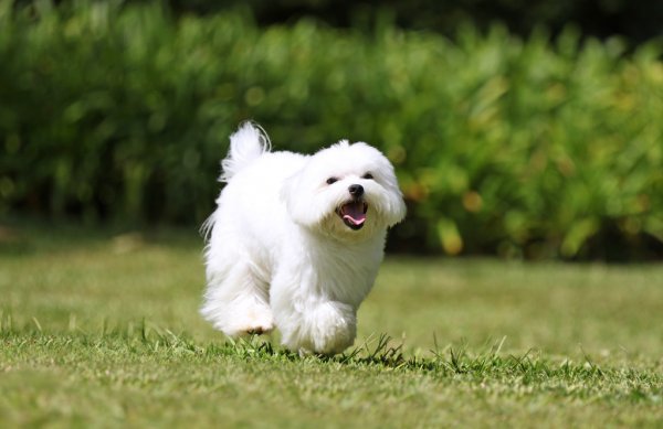 maltipoo puppy playing in the field