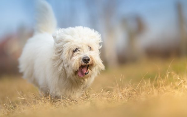 white maltese poodle dog mixes running