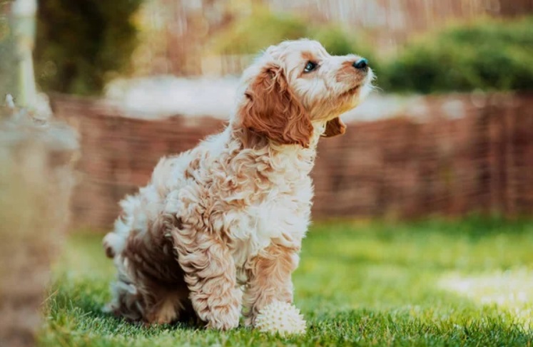 Cockapoo in grass