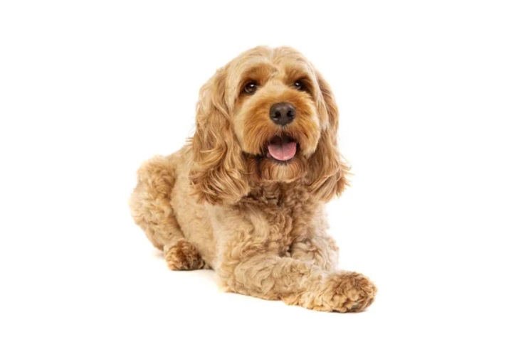Cockapoo in white background