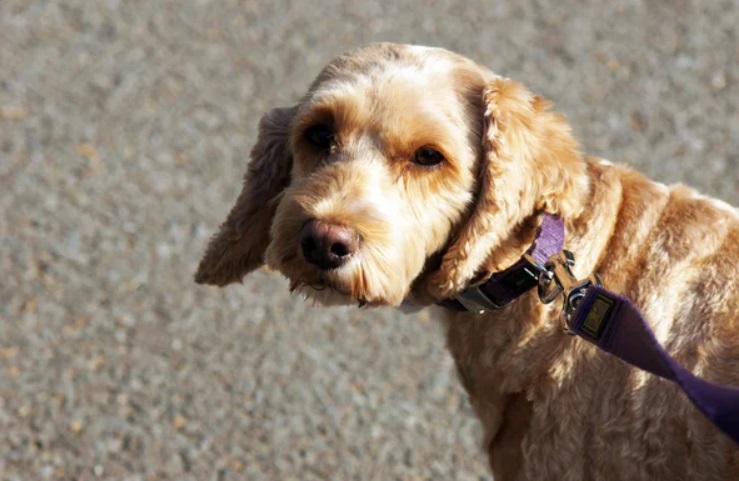 Cockapoo on leash