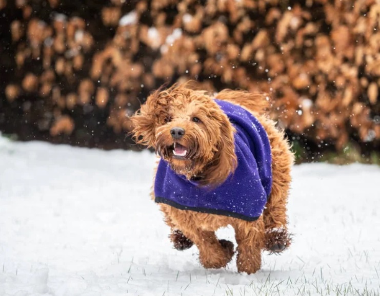 Cockapoo running in snow