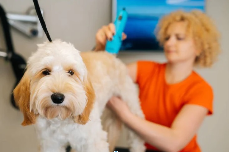 Life Span Of A Labradoodle: How Long Do They Live? 9 Labradoodle in groomers