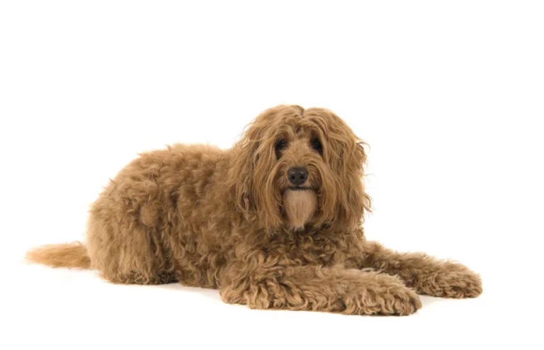 Life Span Of A Labradoodle: How Long Do They Live? 7 Portrait of labradoodle in white background