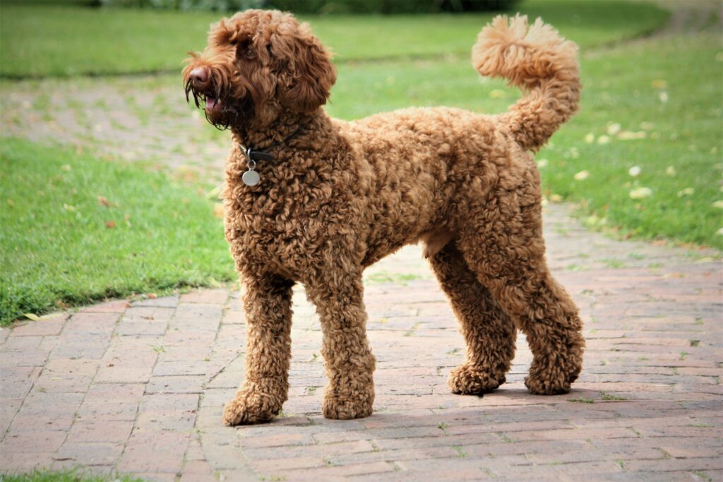Life Span Of A Labradoodle: How Long Do They Live? 2 a photo of a adult labradoodle