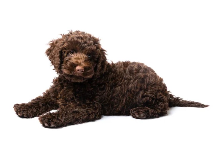 Life Span Of A Labradoodle: How Long Do They Live? 6 labradoodle in white background