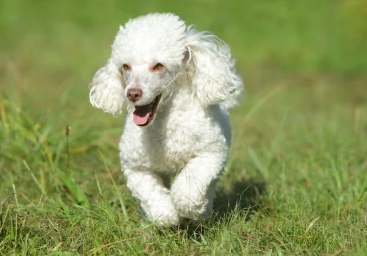 Life Span Of A Labradoodle: How Long Do They Live? 4 white poodle on grass